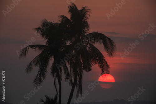 palm trees silhouette on sunset photo