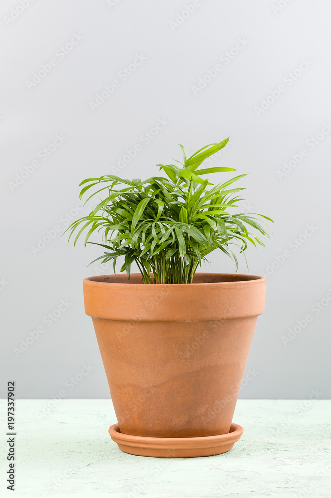 Fototapeta premium Houseplant - a small palm of Areca in a clay pot..