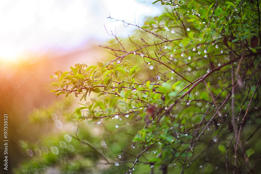 Fototapeta premium twinkling lights vivid color blurred bokeh spring from leaf background