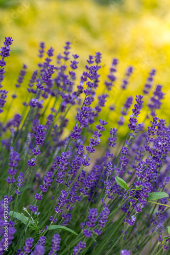 Garden with the flourishing Lavender and Oregano
