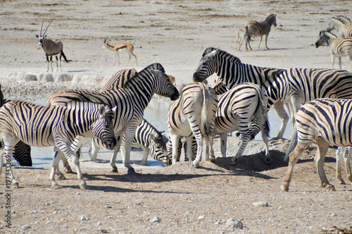 Waterhole with Zebras 
