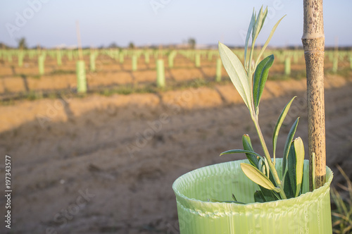 Fotografie Olive new trees plantation protected by tree shelter cylinder
