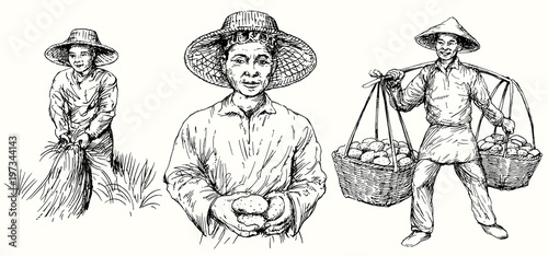 Asian farmers harvest potatoes and rice. Hand drawn set.