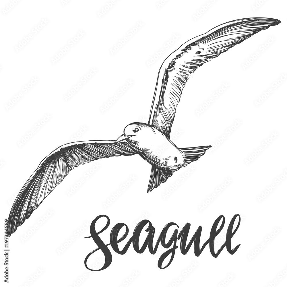 Obraz premium bird seagull, wildlife hand drawn vector illustration realistic sketch
