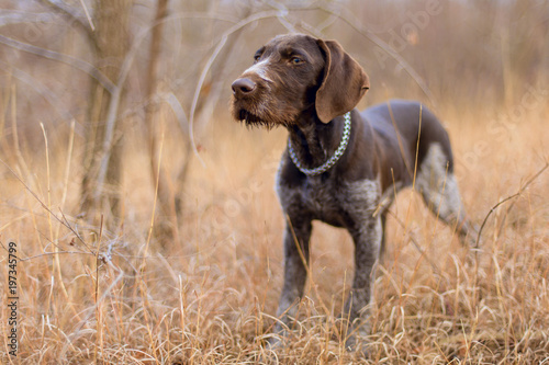 Hunting dog resting on the grass, German hunting watchdog drahthaar photo