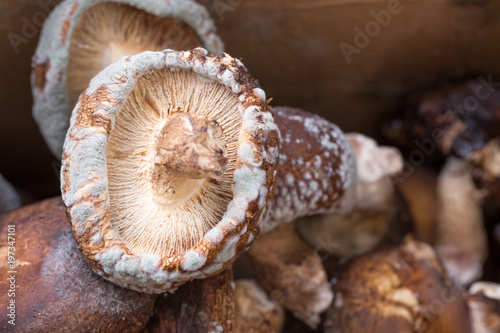 Mold on mushrooms. Moldy Rotten Mushrooms.