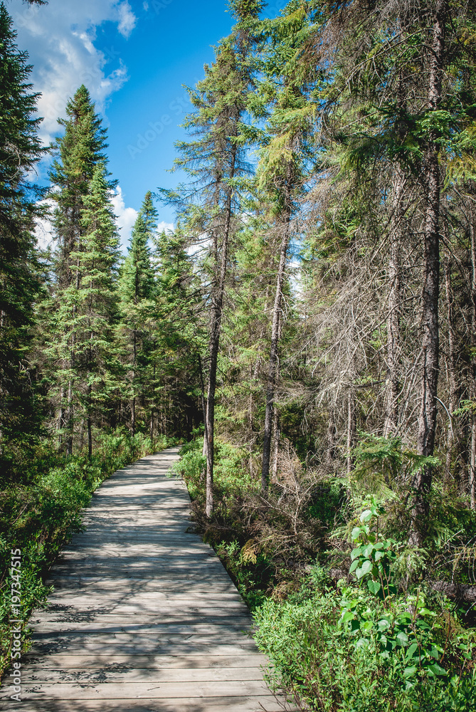 Obraz premium Forest Path