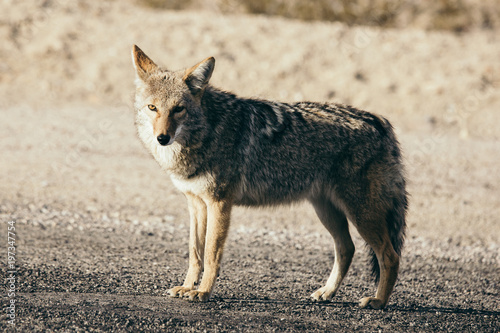 Coyote3