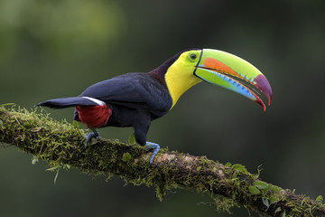 Keuken achterwand Toekan Zwavelborsttoekan uit Costa Rica  © David
