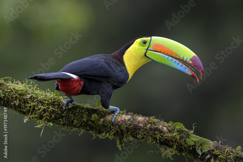 Keel-billed Toucan - Ramphastos sulfuratus, large colorful toucan from Costa Rica forest with very colored beak. photo