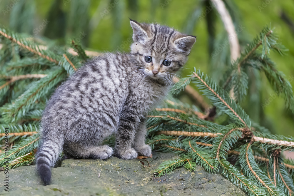 Germany, Bavarian Forest National Park, animal Openair site