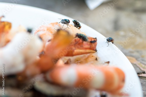 a dirty flies swarm on shrimp and pork grilled on plastic white plate with table spoon photo