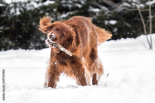 Fototapeta Naklejka Na Ścianę i Meble -  Happy dog with stick
