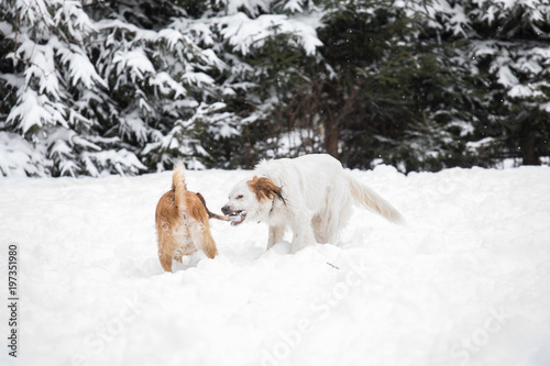 Fototapeta Naklejka Na Ścianę i Meble -  two adorable  dogs playing outdoors together