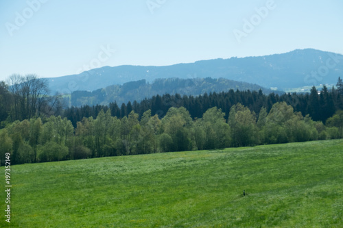 The green meadow behind is the mountain.