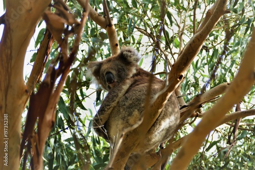 Koala in Australien 2