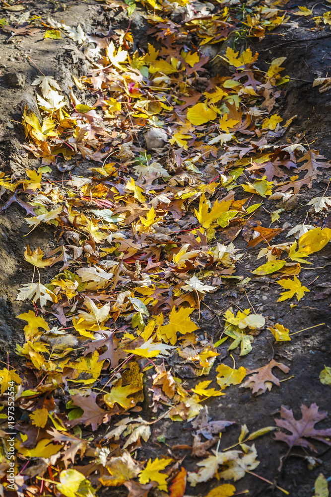 Fall leaves on the ground Fall leaves on the ground
