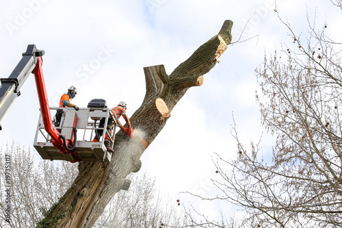 Foto Slaughter of a poplar