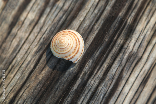 shell on wood, boardwalk.