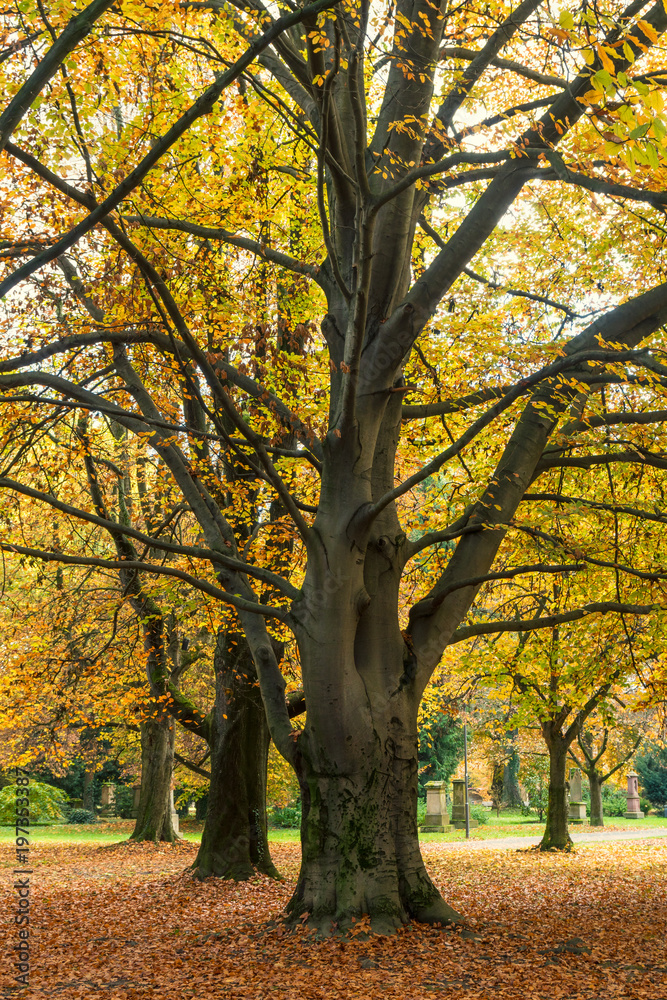 Herbst im Alten Friedhof in Heilbronn Herbst im Alten Friedhof in Heilbronn