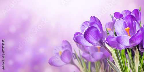 Nature background with crocus