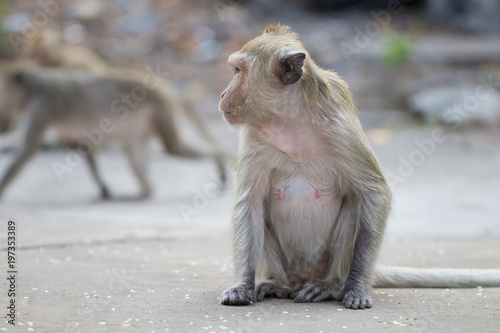 Brown monkey sitting on the cement floor near mountain and looking everything forward. Soft focus and blur background. Cute animal from beside.