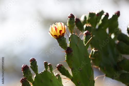Blume Blüte
