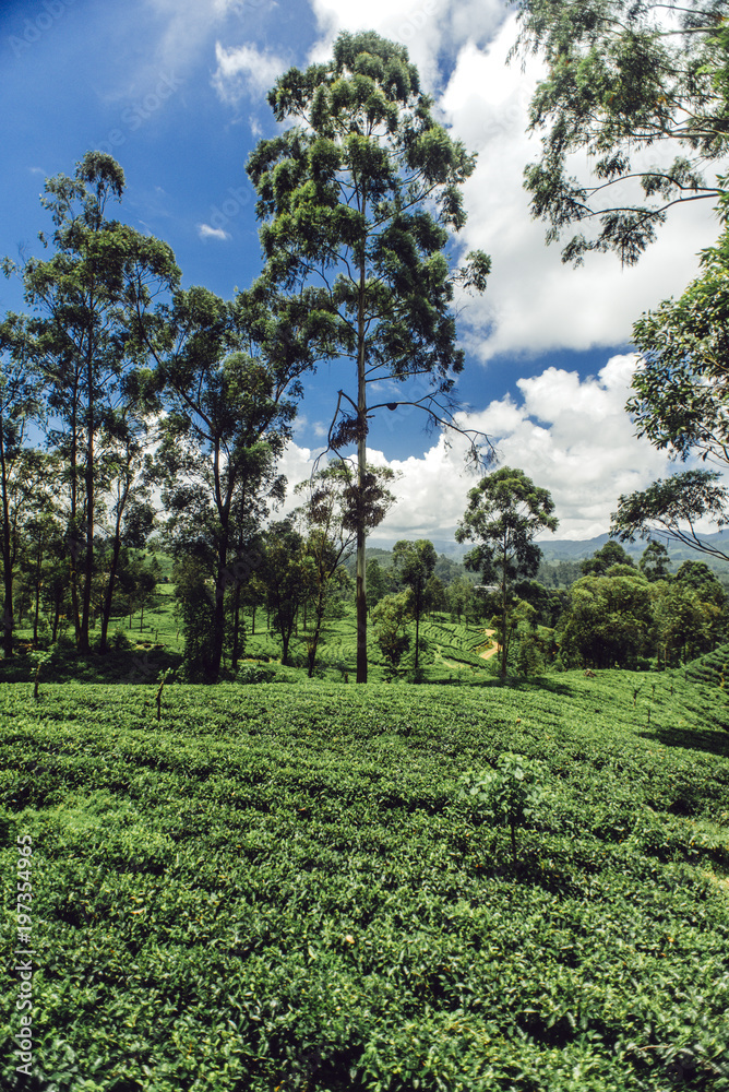 Fototapeta premium Tea plantation