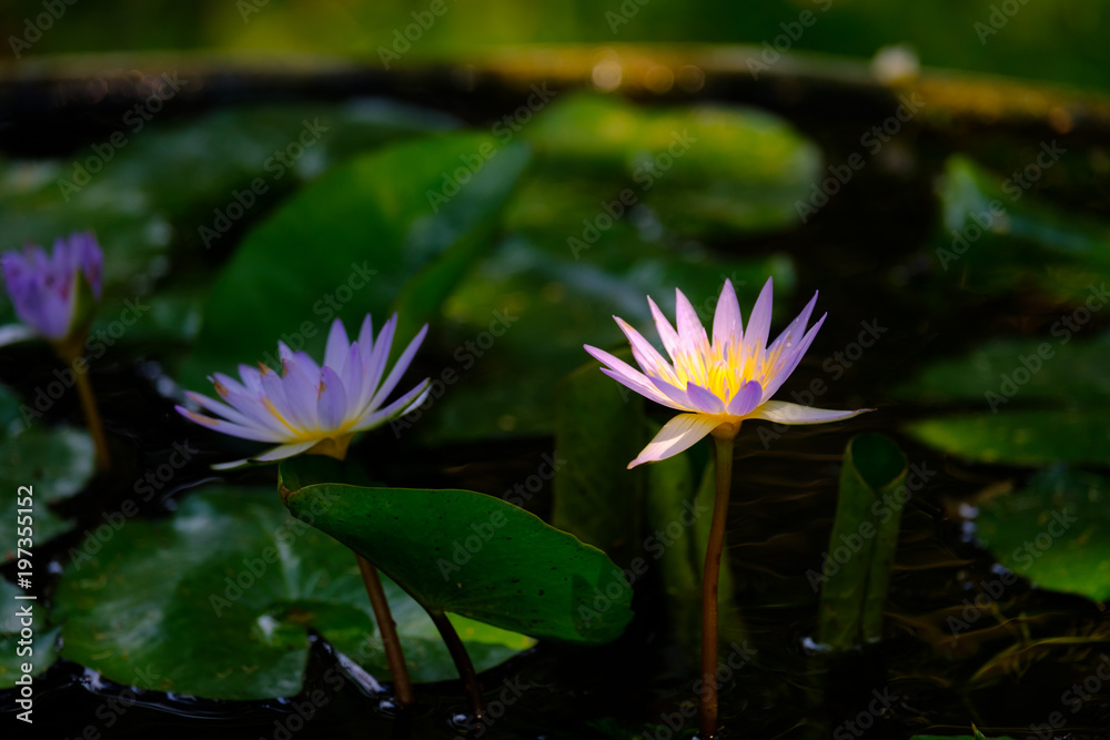 Lotus or Water Lilly with green leaves in the pond Lotus or Water Lilly with green leaves in the pond