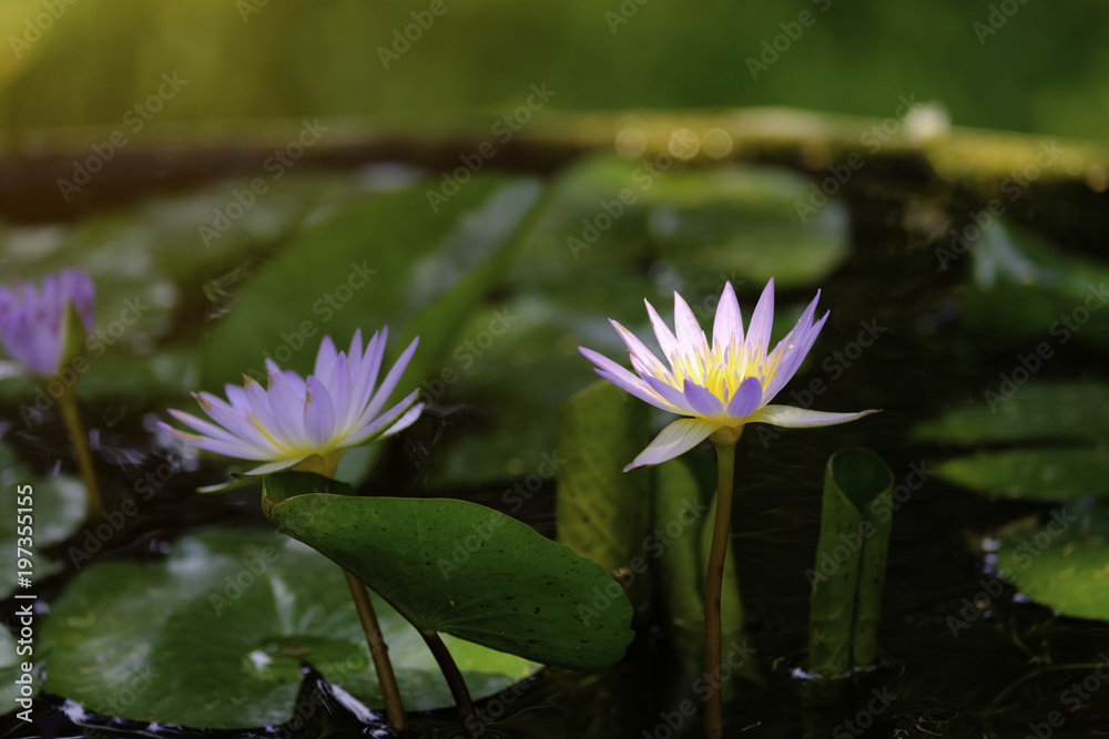 Lotus or Water Lilly with orange highlight Lotus or Water Lilly with orange highlight