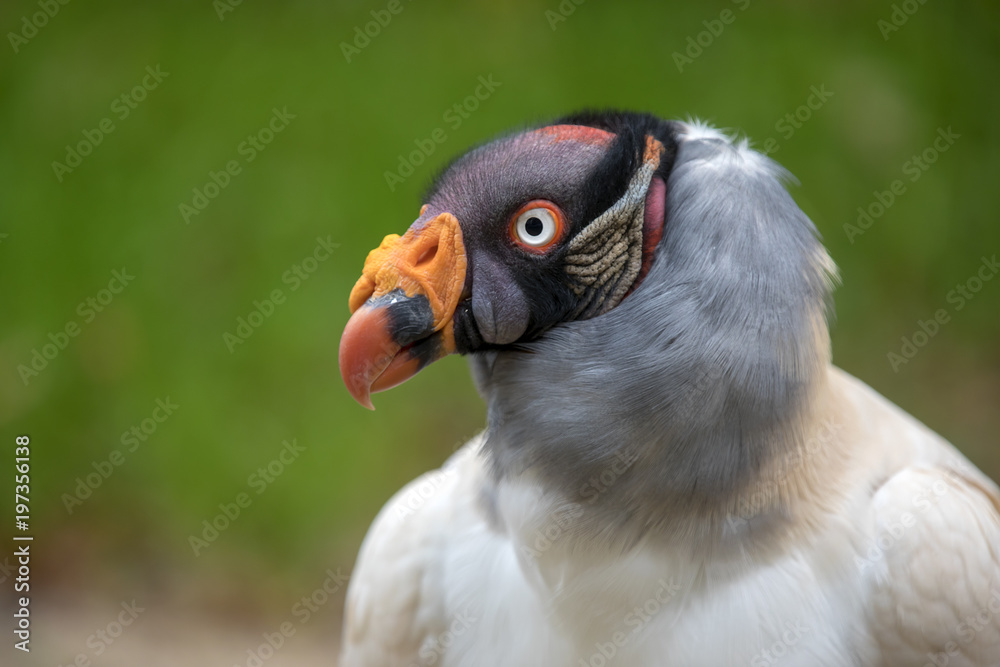 King vulture close-up portrait with a green background King vulture close-up portrait with a green background