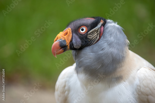 King vulture close-up portrait with a green background © Edwin Butter