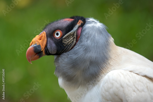 King vulture close-up portrait with a green background © Edwin Butter