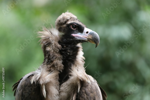 Cinereous vulture