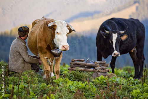 Man milking a cow early in the morning in a mountain farm in Romania