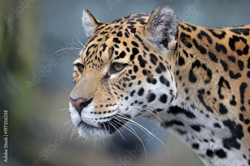 Fototapeta Naklejka Na Ścianę i Meble -  Jaguar close-up portrait
