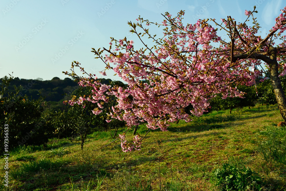 Fototapeta premium 豊前の河津桜