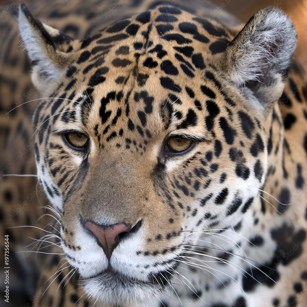 Obraz premium Spotted jaguar portrait