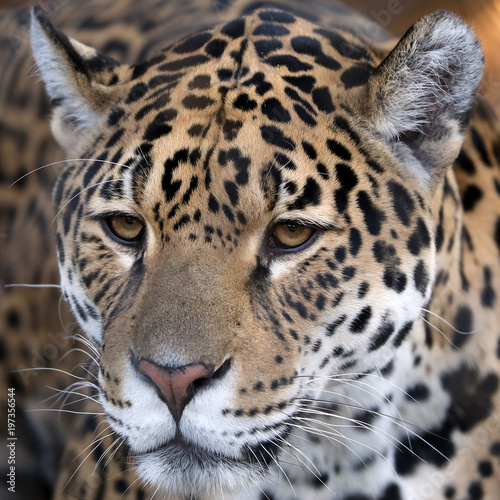 Spotted jaguar portrait