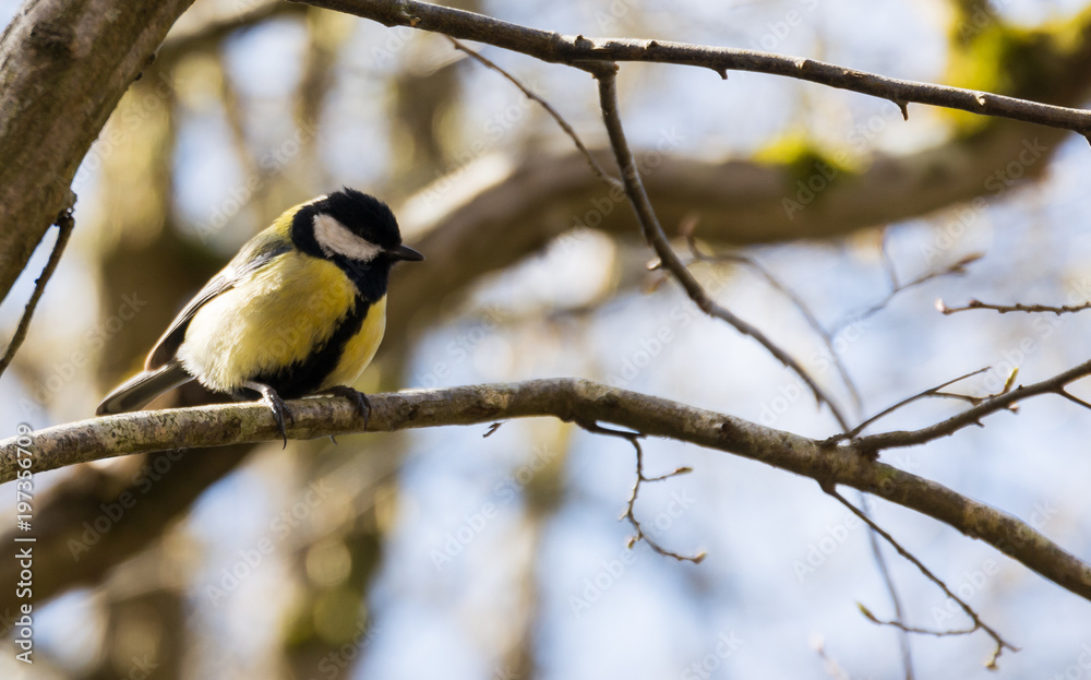 Naklejka premium Kohlmeise auf Zweig