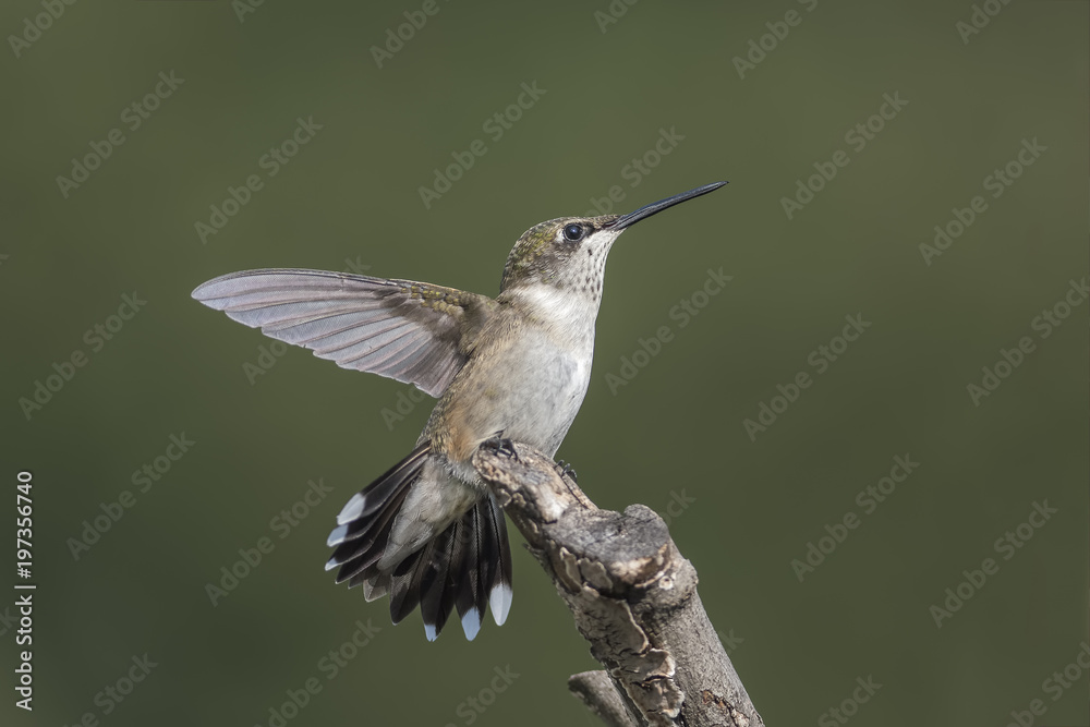 Fototapeta premium Launch the Attack