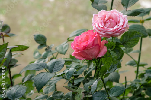two bloom pink rose in a garden