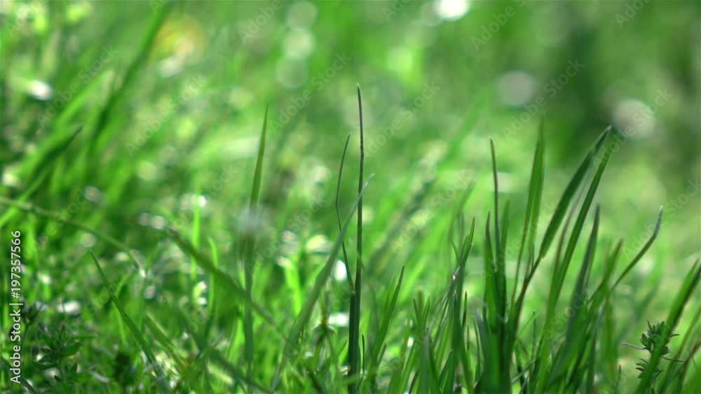 High quality video of grass swinging on the wind in real 1080p slow motion 250fps High quality video of grass swinging on the wind in real 1080p slow motion 250fps