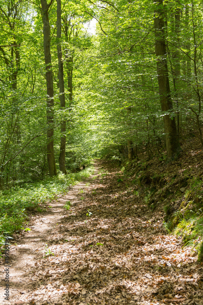 Waldweg im Frühling