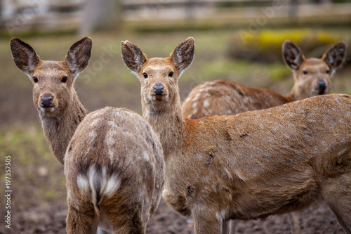 Dybowski deer stands in a wildlife scene photo