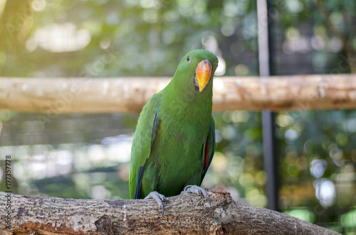 Green parrot Island on a branch within a cage.