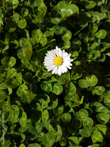 Margarita aislada sobre un fondo verde