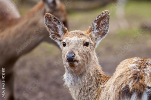 Dybowski deer stands in a wildlife scene photo