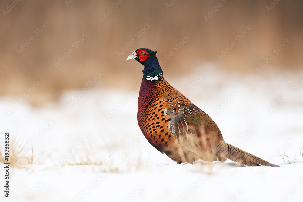 Ringneck Pheasant (Phasianus colchicus) Ringneck Pheasant (Phasianus colchicus)
