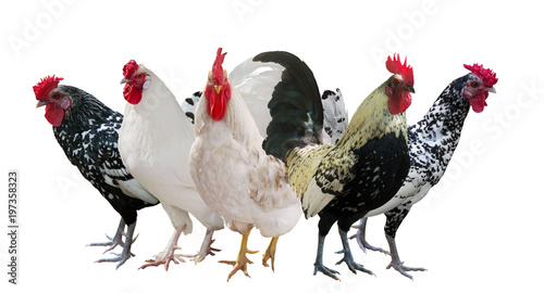 group of five roosters isolated on white